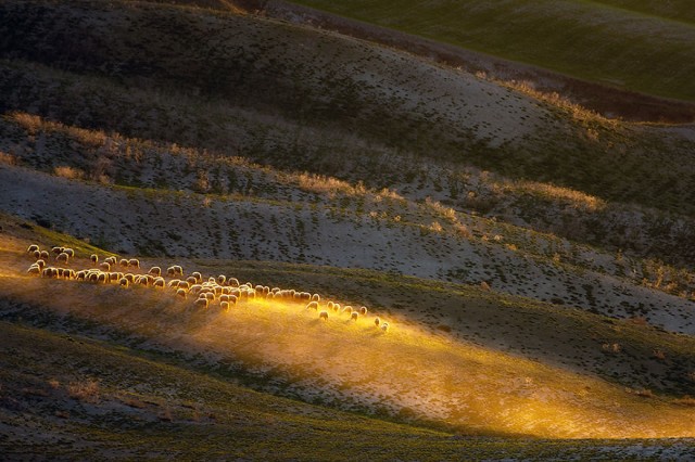 Стада овец, пасущихся на бескрайних полях Тосканы