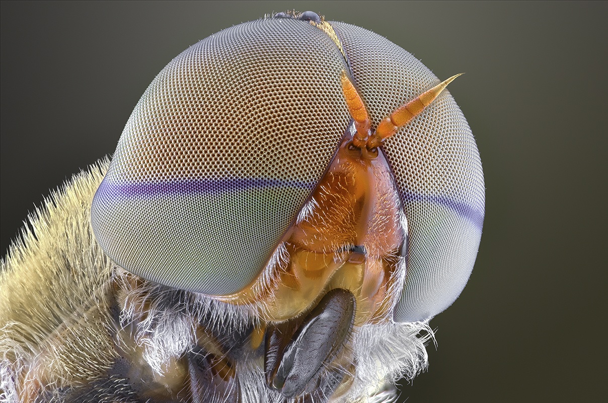 Удивительные насекомые на макрофотографиях