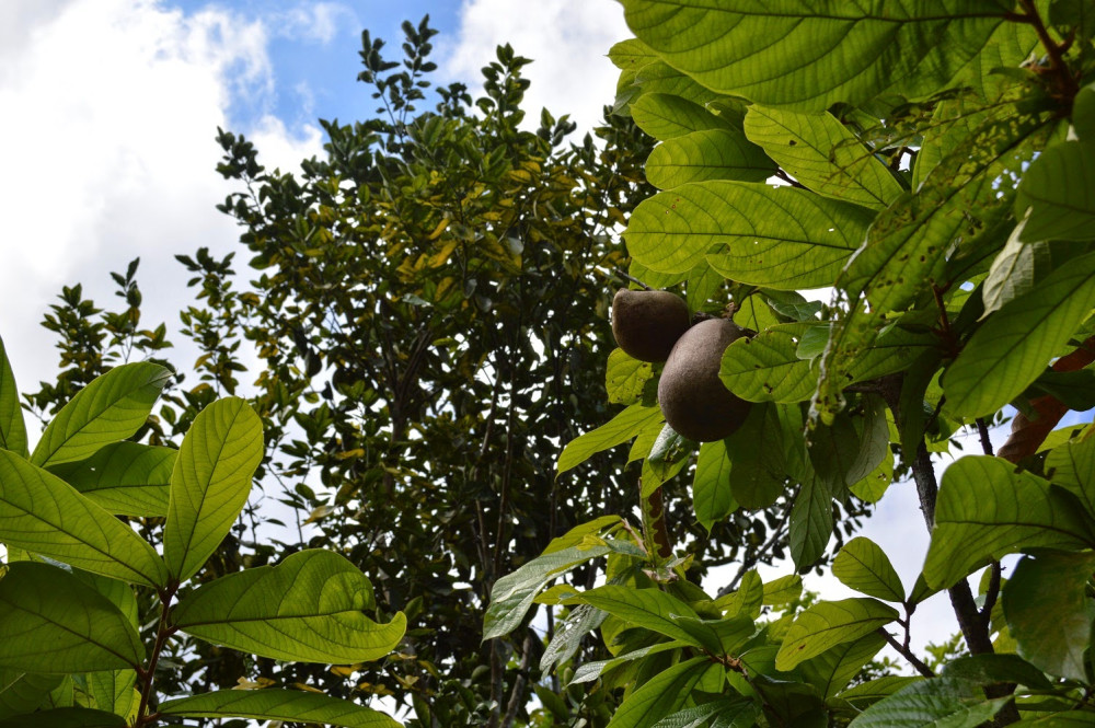 Купуасу – амазонский фрукт