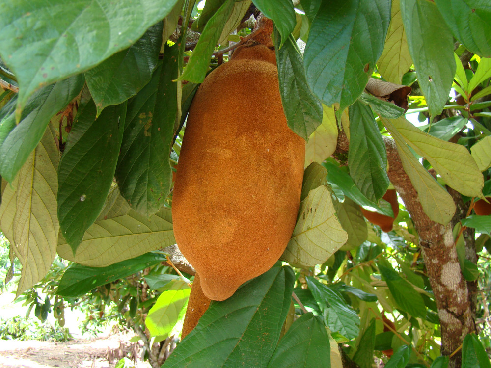 Купуасу – амазонский фрукт