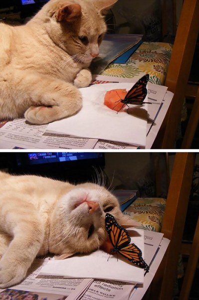 Животные и бабочки