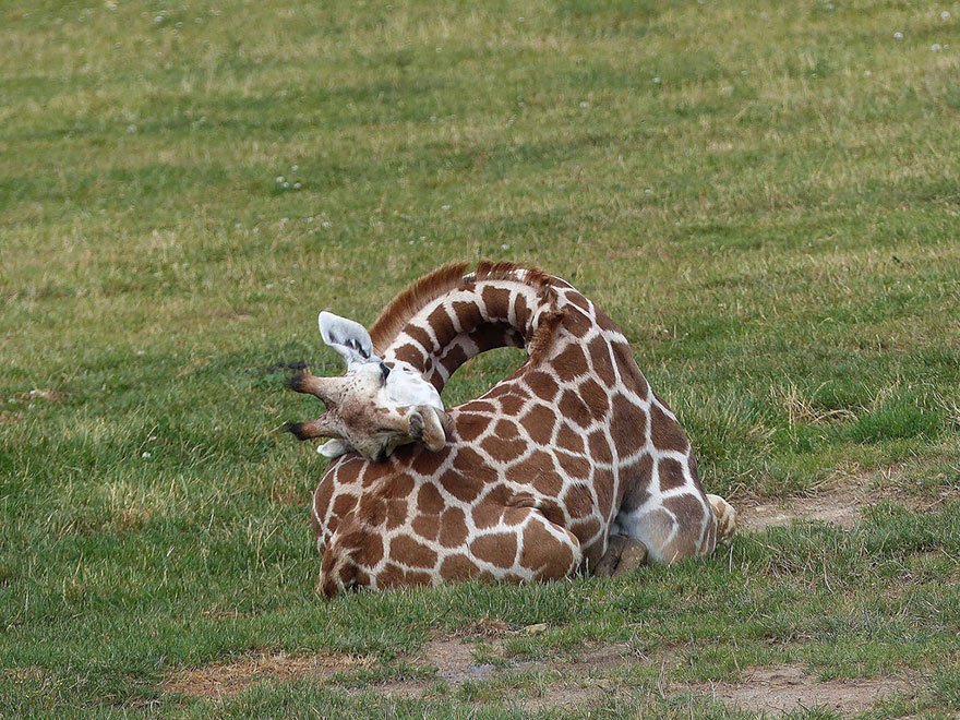 Фотографии со спящими жирафами