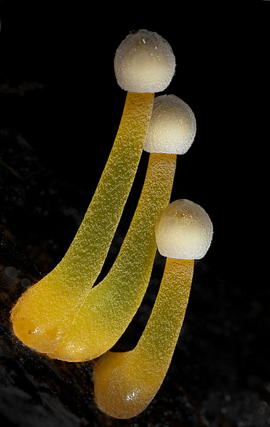 Удивительные фотографии грибов от Стива Аксфорда