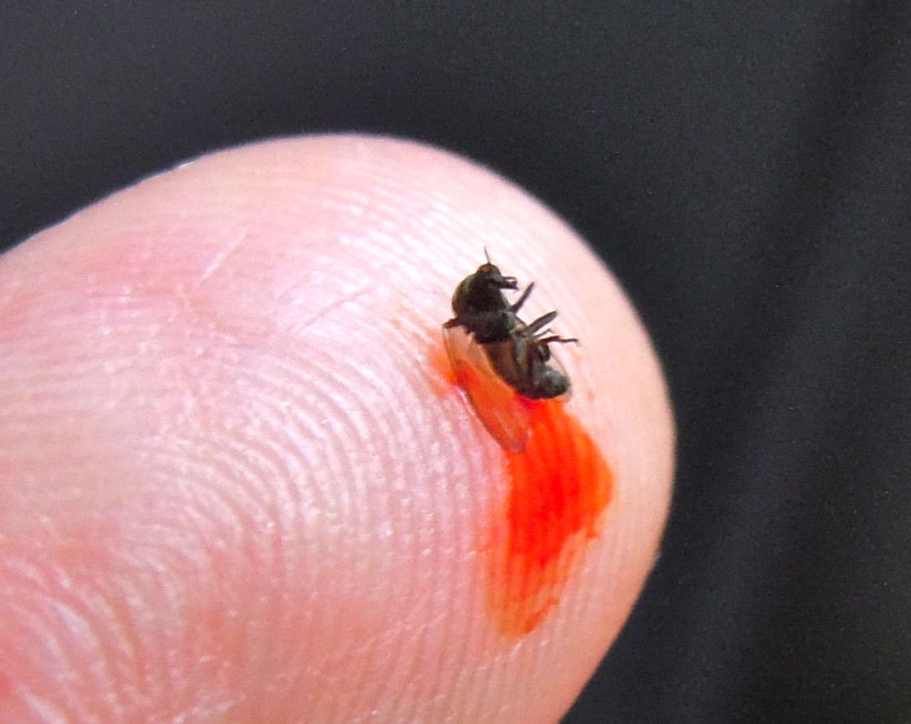 10 кровососущих насекомых планеты