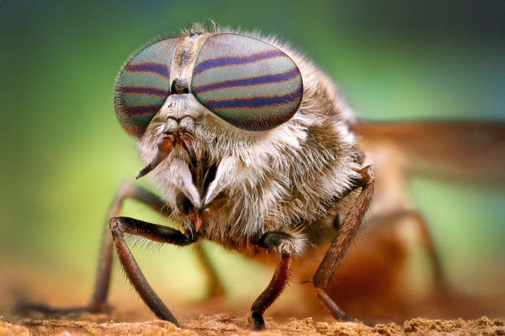 10 кровососущих насекомых планеты