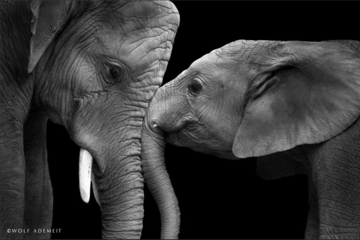 О слоновьей любви от фотографа Вольфа Адемайта