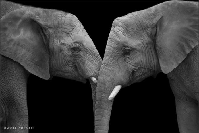 О слоновьей любви от фотографа Вольфа Адемайта