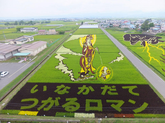 Рисунки на рисовых полях в Японии