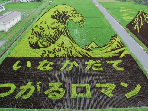 Рисунки на рисовых полях в Японии