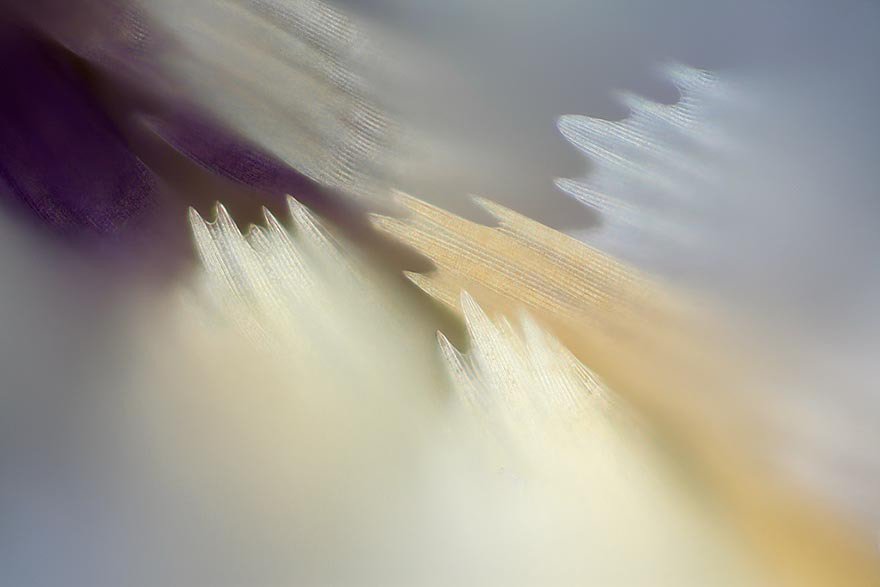 Крылья бабочек на макрофотографиях