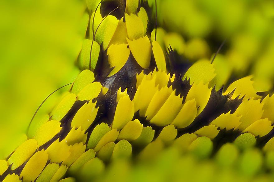 Крылья бабочек на макрофотографиях