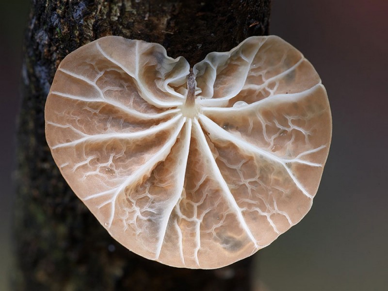 Фотографии грибов, как произведение искусства