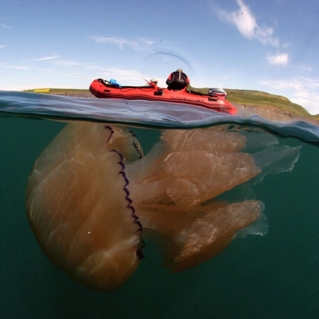 Самая большая медуза в Британии