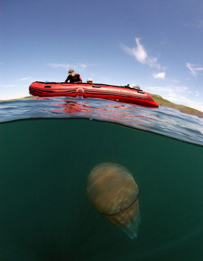 😮 Самая ядовитая медуза в мире, фото самых ядовитых медуз мира
