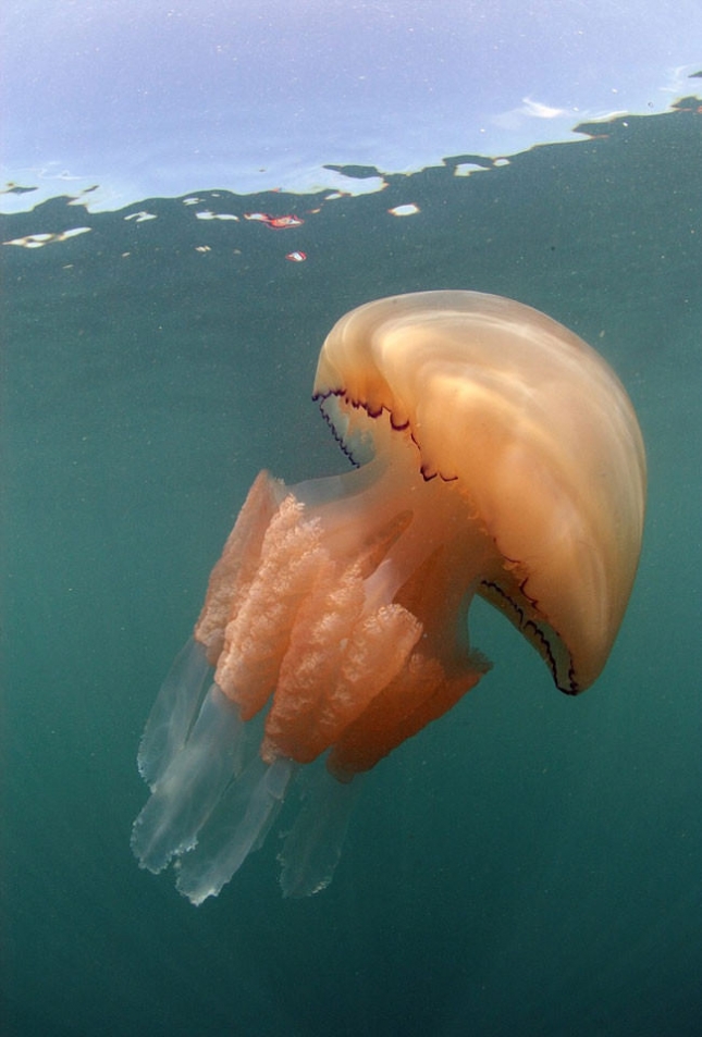Самая большая медуза в Британии