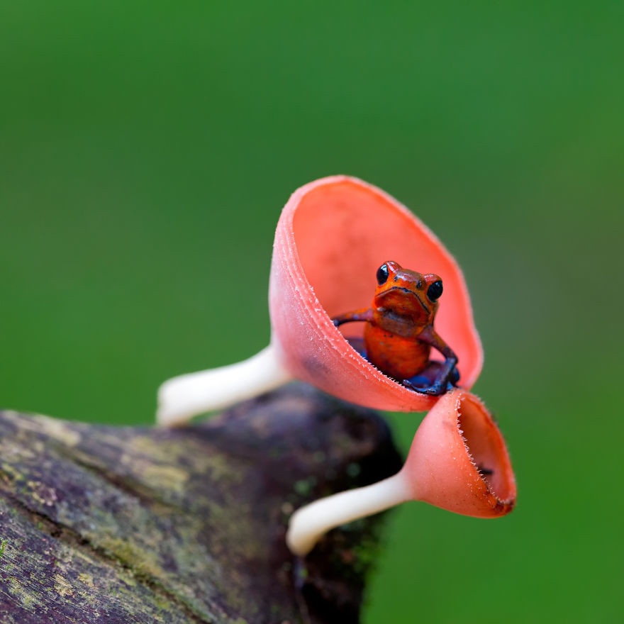 Индийская пурпурная лягушка фото