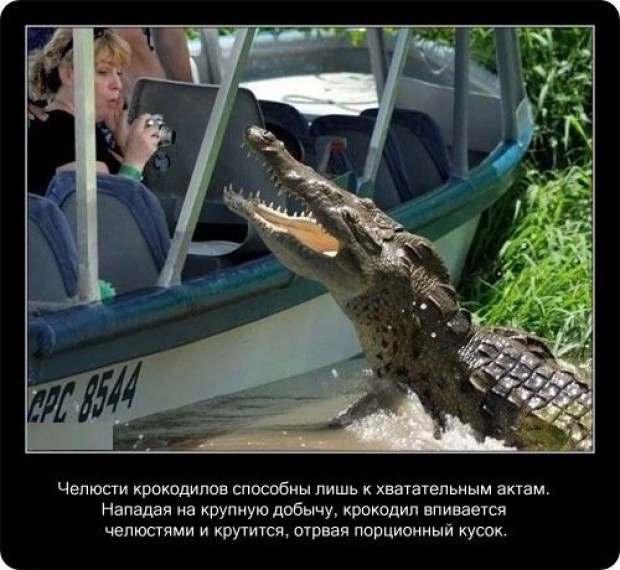 20 интересных фактов о крокодилах
