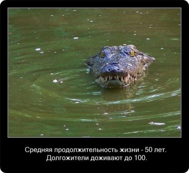 20 интересных фактов о крокодилах