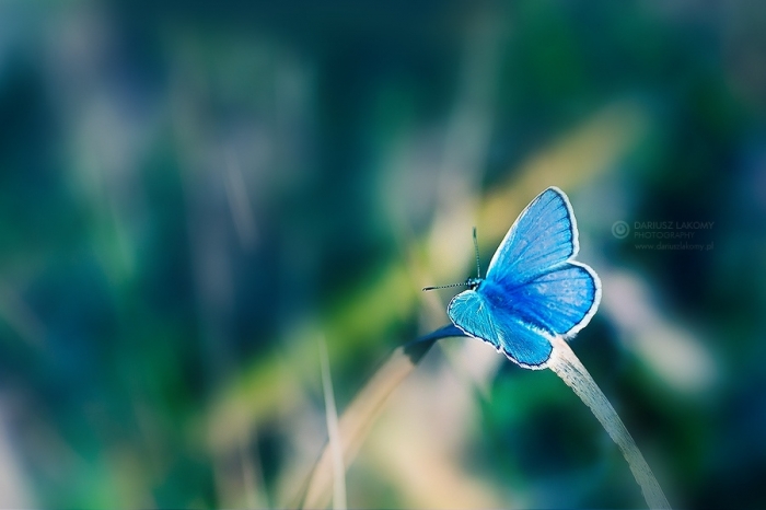 Разнообразие и красота бабочек на фотографиях