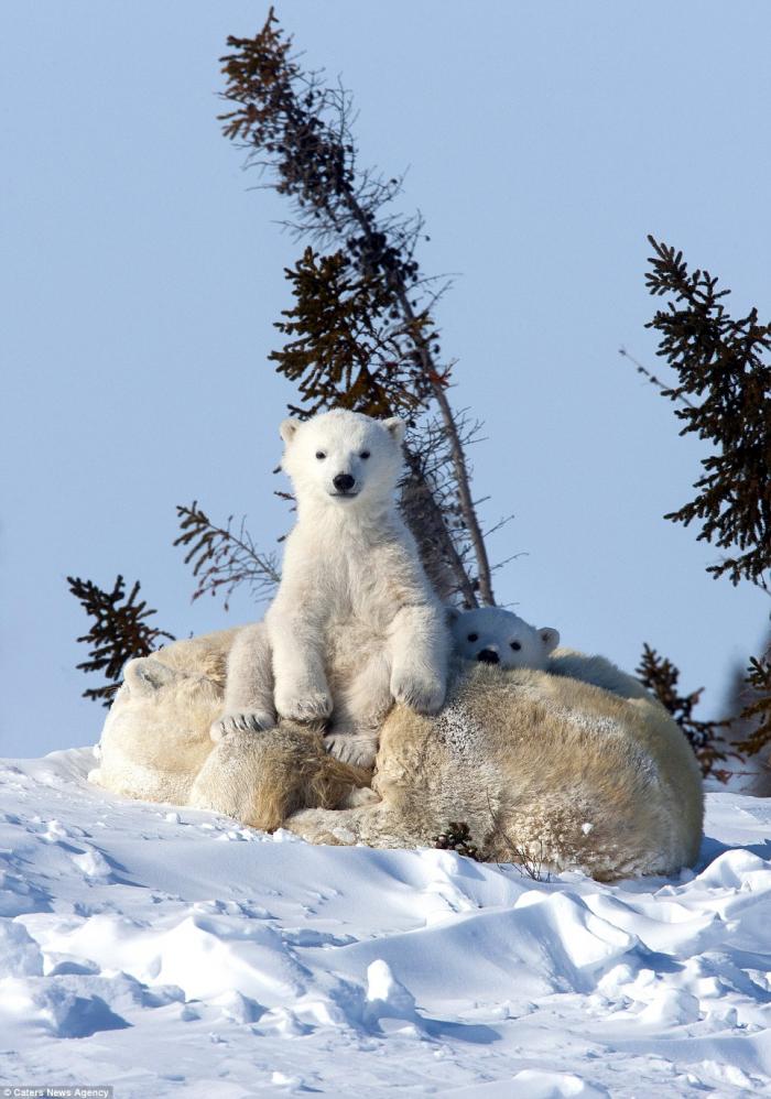 Белые медвежата с мамой