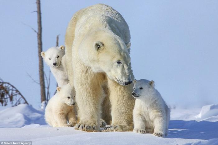 Белые медвежата с мамой