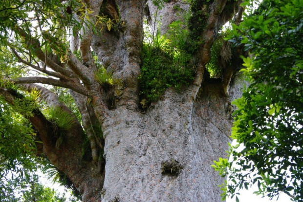 10 необычных и интересных деревьев