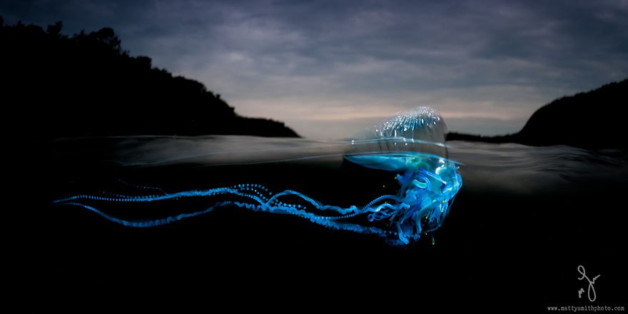 Подводный и надводный мир на фотографиях Мэтти Смита