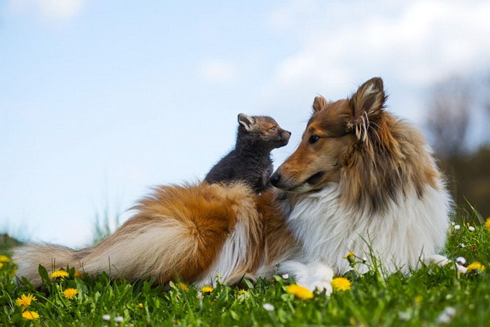 Дружба собаки и лисенка