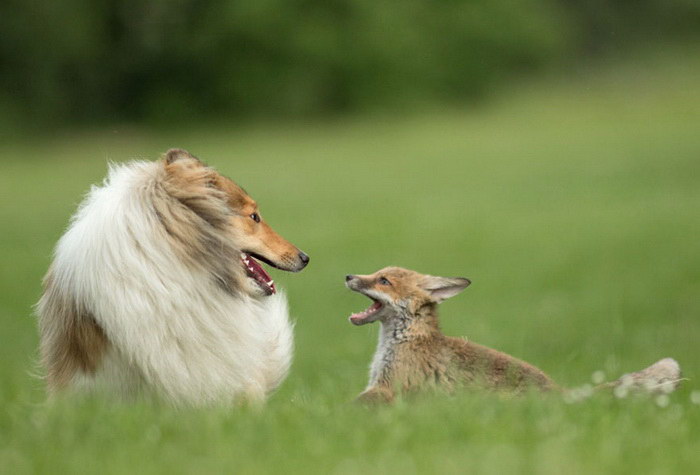 Дружба собаки и лисенка
