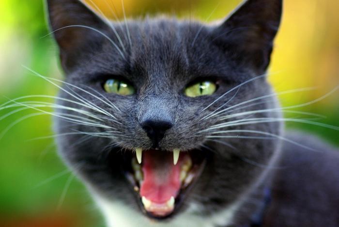 17 интересных фактов о кошках