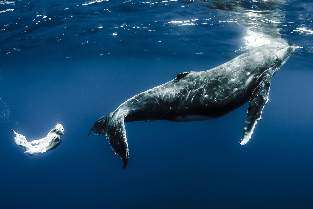Подводные фотографии с китами