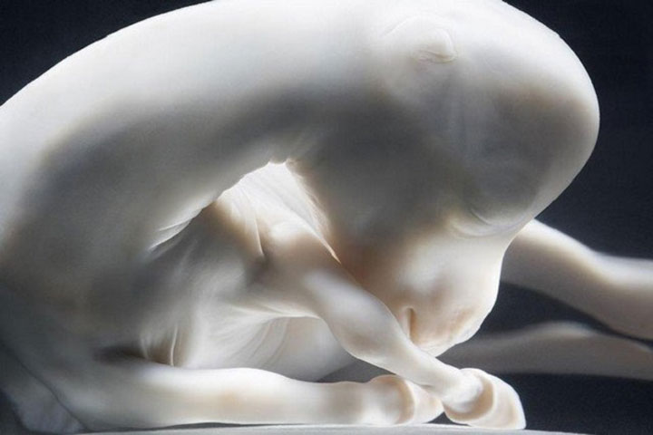 12 фотографий малышей животных в утробе