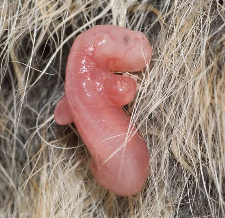 12 фотографий малышей животных в утробе
