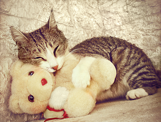 Котику приятнее засыпать с плюшевой игрушкой