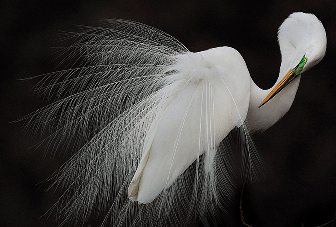 Победители фотоконкурса Audubon Photography Awards 2015