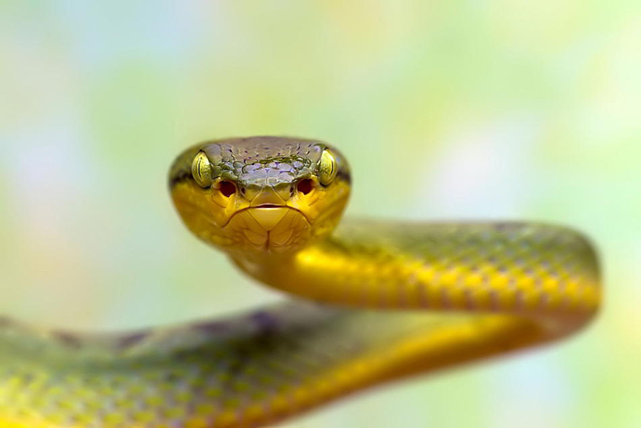 Потрясающие портреты змей