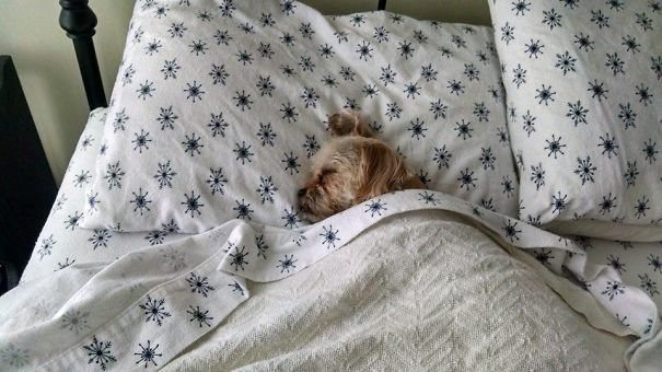 Собаки спят на хозяйской кровати