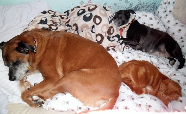 Собаки спят на хозяйской кровати