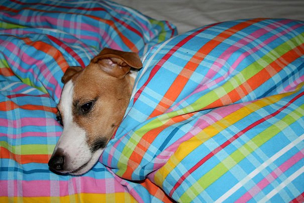 Собаки сплять на господарському ліжку (ФОТО)