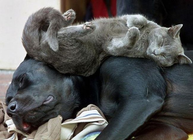 Коты используют собак вместо подушки