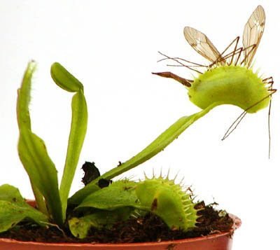 Необычные растения с очень странным внешним видом