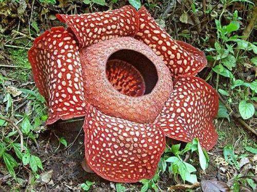 Необычные растения с очень странным внешним видом