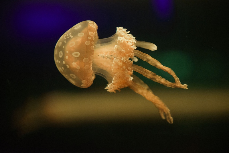 Фантастическая красота медуз на фотографиях