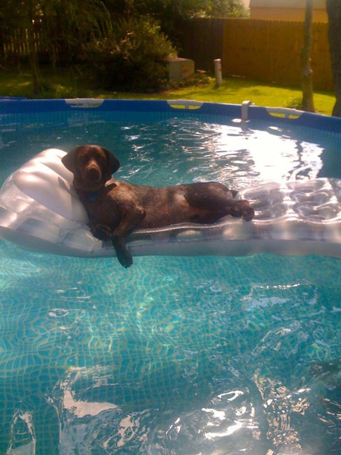 Животные любят отдых у бассейна