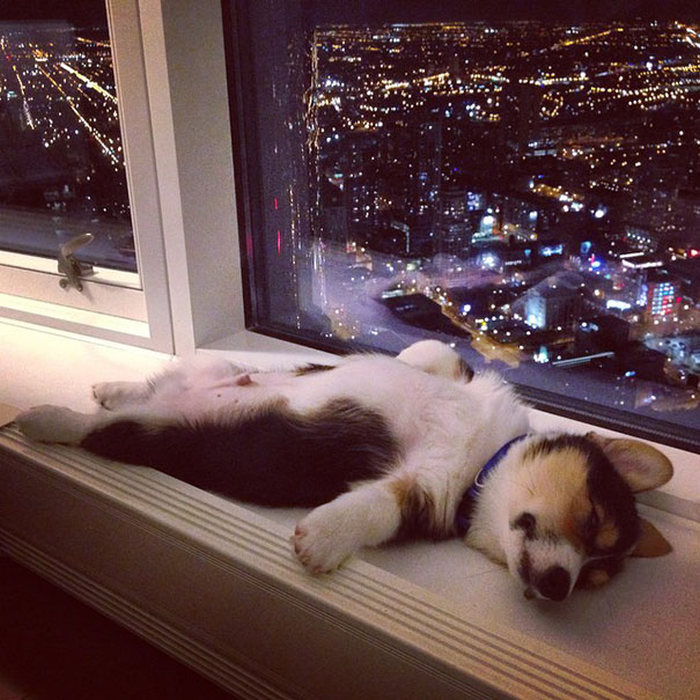 Милые фотографии спящих щенков