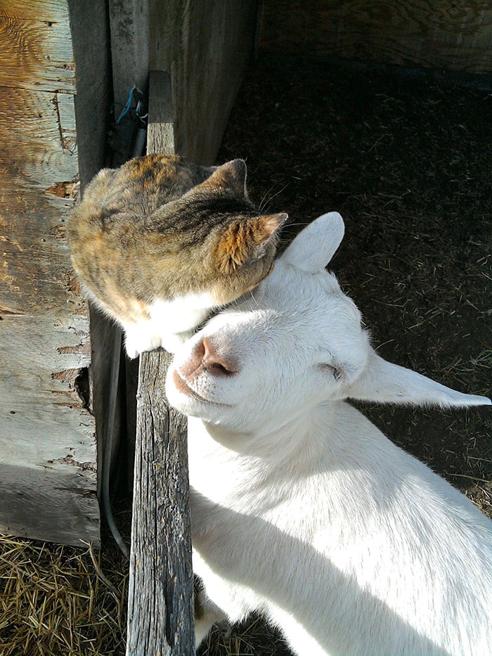 Удивительная дружба и любовь между разными животными