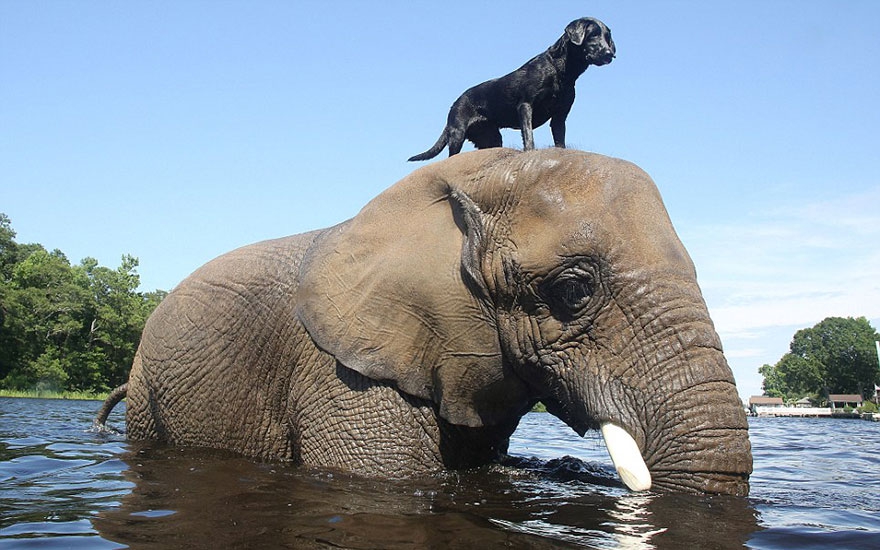 Удивительная дружба и любовь между разными животными