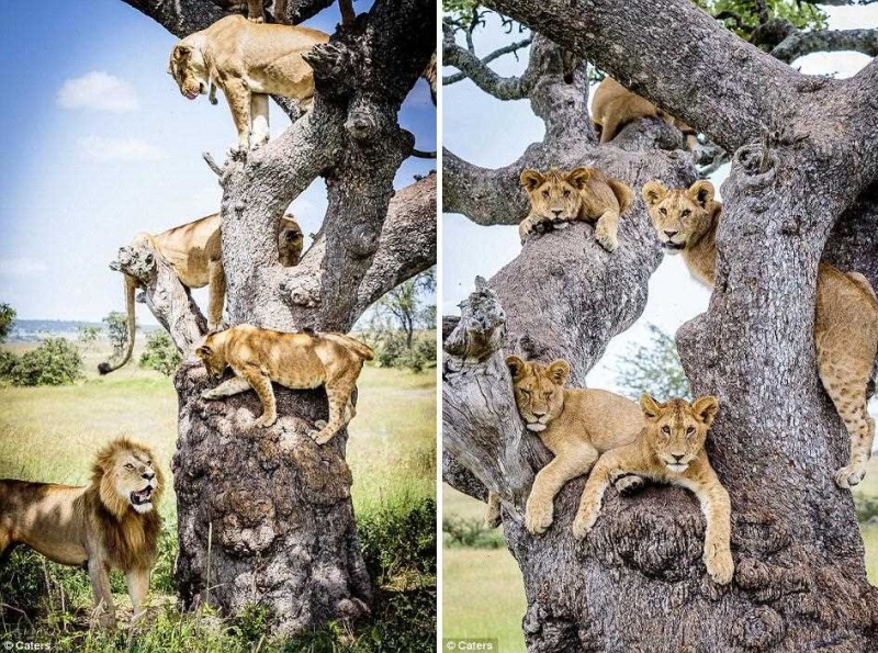 Львы прячутся на дереве