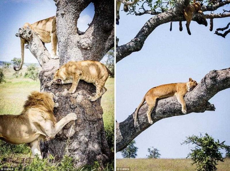 Львы прячутся на дереве