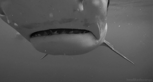 Жуткие гифки с акулами
